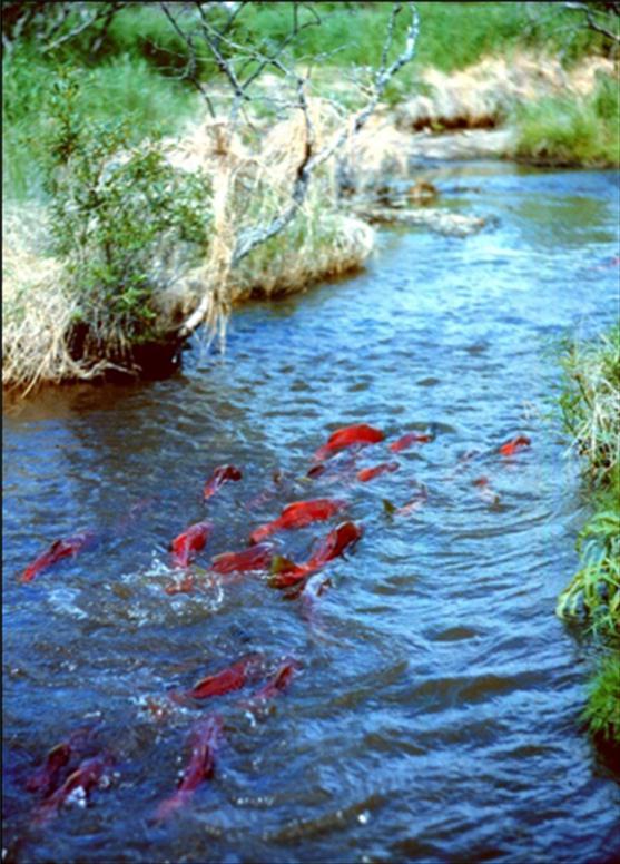 Pacific salmon are the focus of much concern on the Pacific Coast of North America.