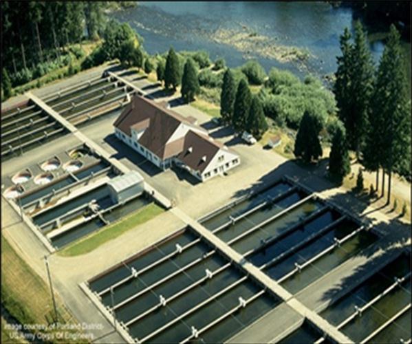 Supplemental stocking of salmon from hatcheries currently supports most fishing, but hatchery produced salmon do not fully replace the biological role of wild salmon. (Photo: U.S. Army Corps of Engineers) to be similar to what exists in France, Spain, England, Germany, China, Taiwan, Korea, and the eastern coast of North America.