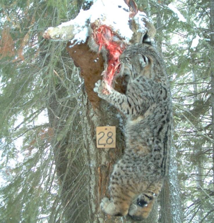 Furbearer Program Report 2010-2011 12 Bobcat (continued) Harvest During the 2010-2011 season, trappers harvested a minimum of 1,564 bobcats statewide, whereas hunters harvested a minimum of 1,487