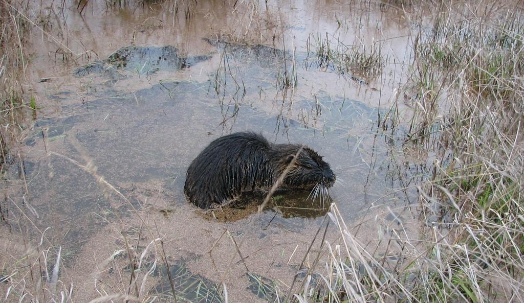Furbearer Program Report 2010-2011 21 Nutria (Myocastor coypus) Nutria are rodents native to the southern half of South America, and may be mistaken by the causal observer as either a beaver or a