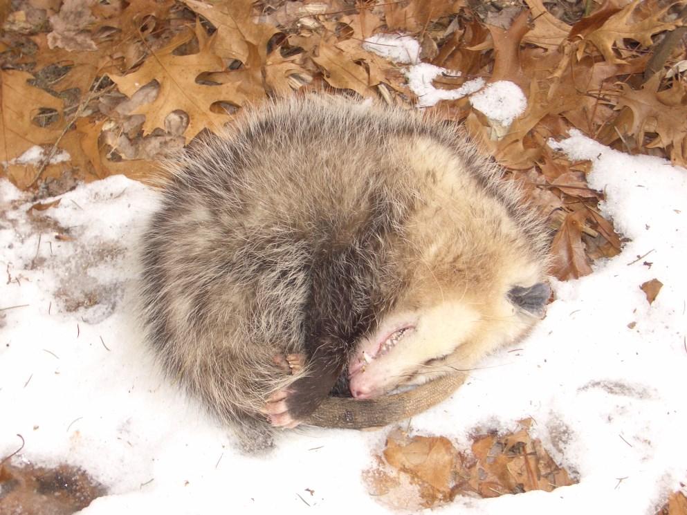 Furbearer Program Report 2010-2011 23 Opossum (Didelphis virginiana) The only marsupial native to North America is the Virginia opossum, or simply opossum. Opossums were introduced from the eastern U.
