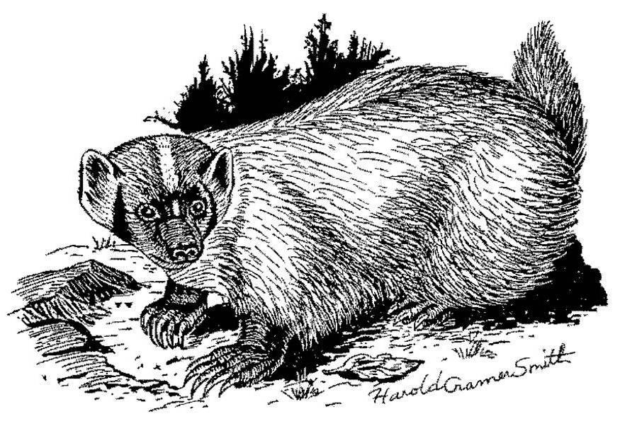 Furbearer Program Report 2010-2011 6 Badger (Taxidea taxus) Four subspecies of badgers exist in North America, with Oregon and much of the western U.S. and Canada having T. t. jeffersonii.