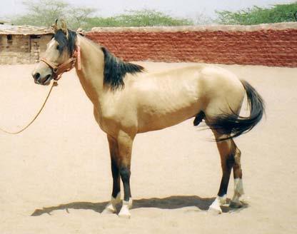Other breeds include the Kathiawari and the Sindhi. The Marwari is a smallish horse, ranging from 14.2 to 15.