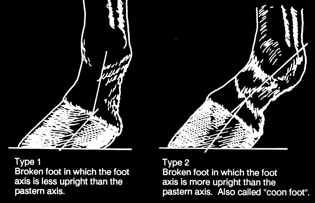 Sec 2: Page 24 Judging Horses Pastern and Hoof Defects Steep Pasterns Often accompanied by a steep shoulder Pastern length may be short or long Increases the effect of concussion on the fetlock