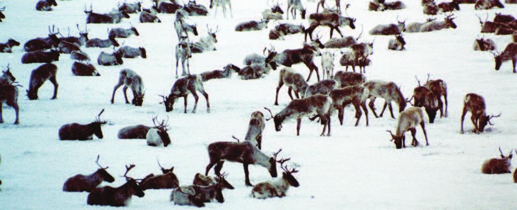 Our Wildlife News from the Wildlife Division Labrador caribou.