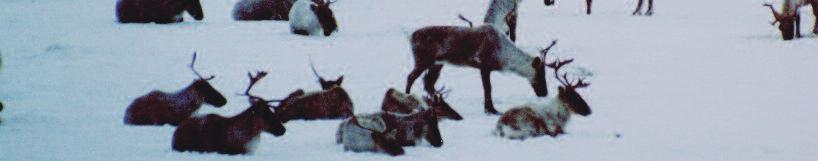 Some people may be unaware, however, that there are actually two distinct types of caribou in Labrador.