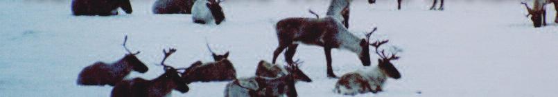 Sedentary caribou are therefore restricted to latitudes where lakes have thawed by early June when they give birth.