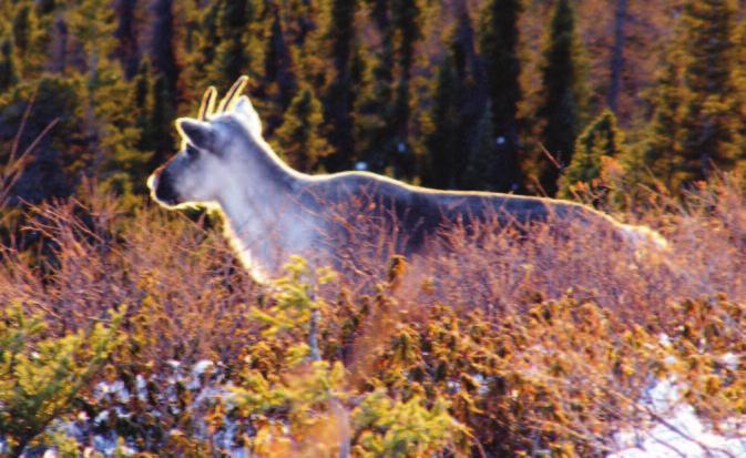 Consequently, it is illegal to harass, injure or kill a sedentary caribou.