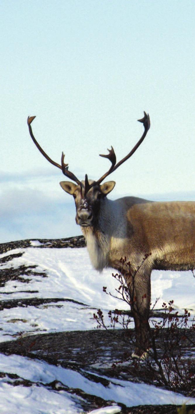 Endangered Species Act and caribou recovery efforts in Labrador Continued from Page 3 The Labrador Woodland Caribou Recovery Team has established a strategy for the recovery of sedentary caribou in