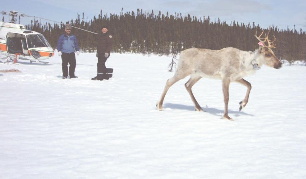 Collaring a sedentary caribou in Labrador. Photo: Wildlife Division Monitoring Labrador s caribou populations Continued from Page 7 How are populations monitored?