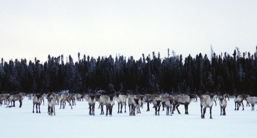 2010 George River Caribou Herd Census The Province of Newfoundland and Labrador is participating with other organizations in efforts to determine the current status and health of the George River