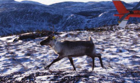This work will include a review of current management approaches and methods, and will be informed primarily by a planned census of the George River caribou herd scheduled to be completed in 2010.