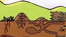 The food they store and eat adds nutrients to the soil, and the tunnels inside ant hills improve the ability of the soil to hold water.