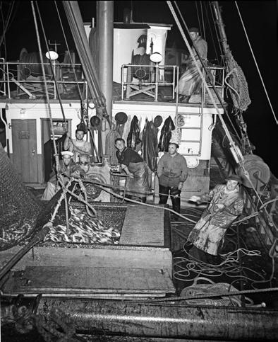 Squid Fishing History Mid-1800 s: Chinese immigrants started the commercial market squid fishery.