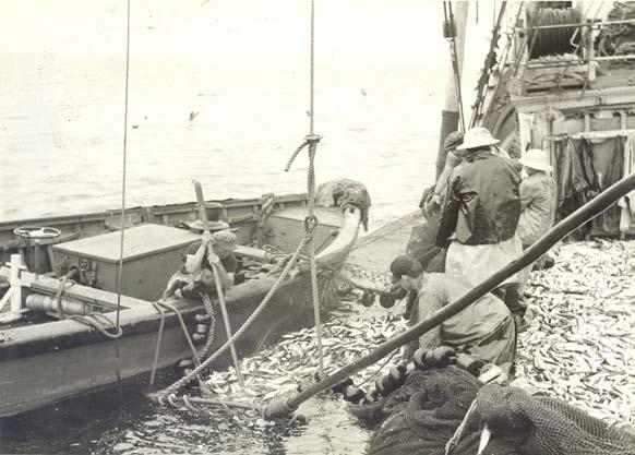And small brail nets were used to lift squid out of the net onto the fishing vessel.