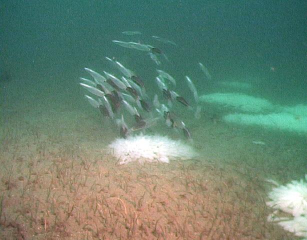 Life History Spawning season: Peaks in April in Monterey Bay, but
