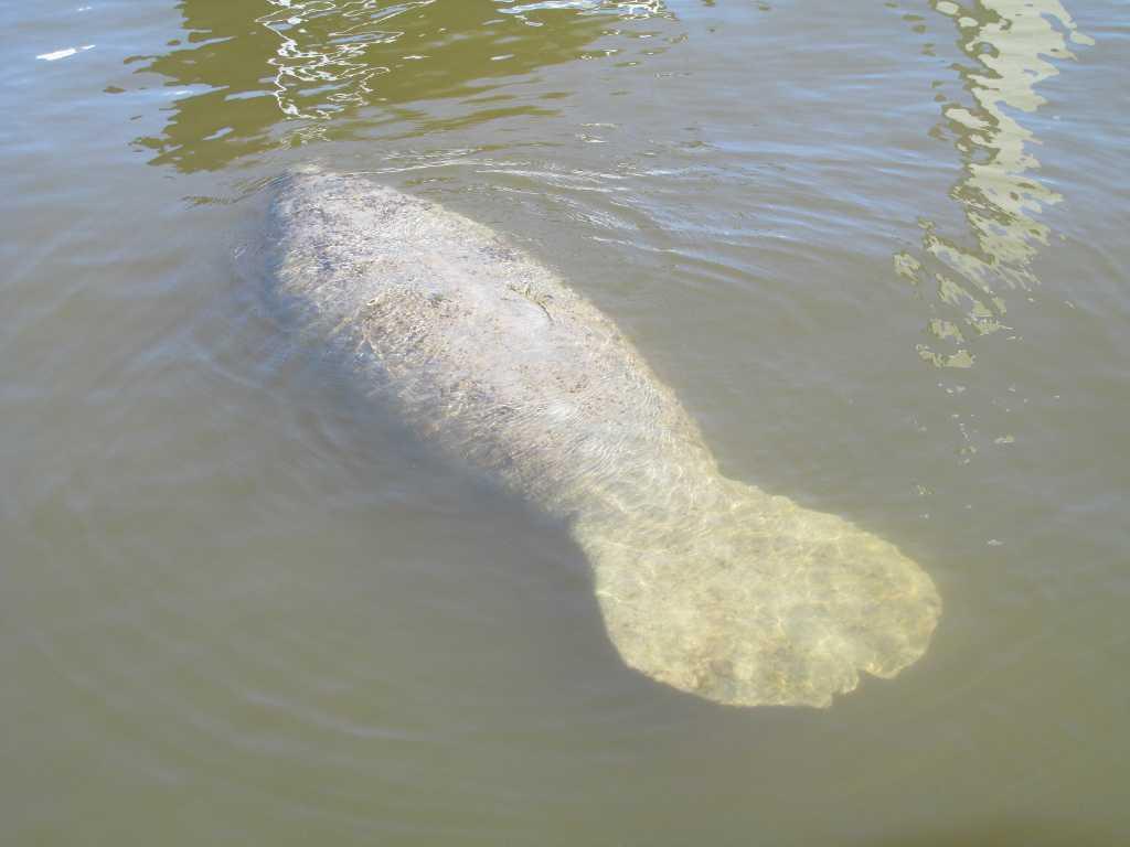 A curious manatee joined us in Everglades City.