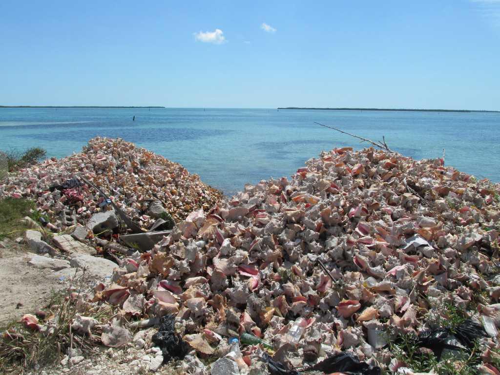 These are piles of discarded conch shells.