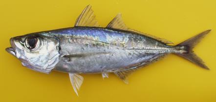 the most abundant marine fish species caught in marine waters off the