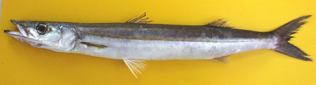 Barracudas 9000 Species preferred though landings are erratic and distribution sparse 8000