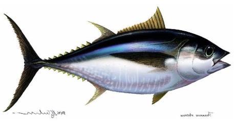The large pelagics comprise mainly tuna