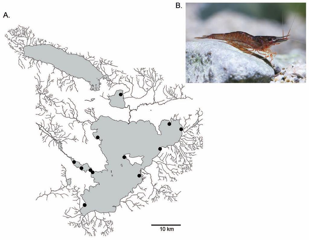 von Rintelen & Cai: Revision of Caridina from ancient lakes of Sulawesi Sixth abdominal somite 0.7-0.9 times length of carapace (n=46), 1.6-1.9 times as long as fifth somite (n=20), 1.0-1.