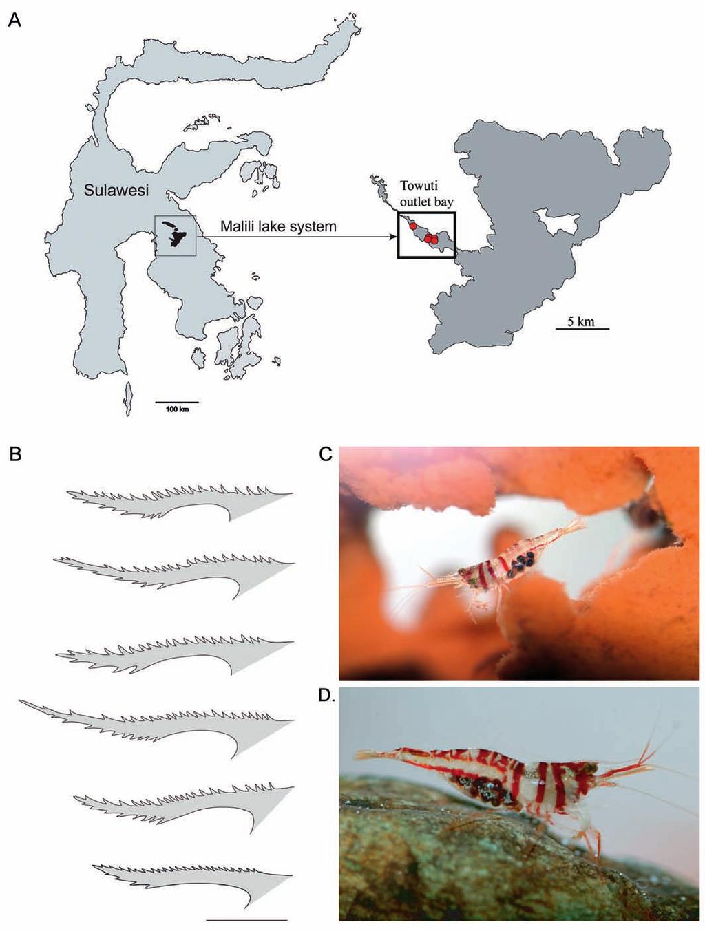 von Rintelen & Cai: Revision of Caridina from ancient lakes of Sulawesi Fig. 36. Caridina spongicola from the Malili lake system. A. Distribution. B.