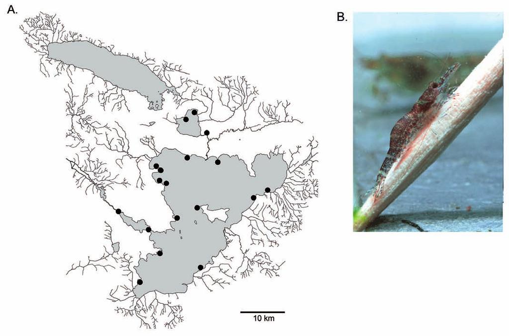 THE RAFFLES BULLETIN OF ZOOLOGY 2009 Colour pattern. Body red, laterally with characteristic white stripes, dorsally with some white spots (Fig. 39A).