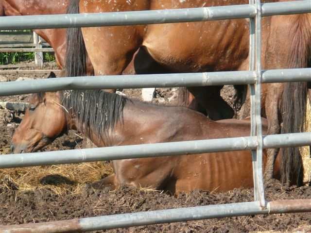 Other horses were severely limping and/or had open leg injuries. Some appeared sick and were coughing constantly.