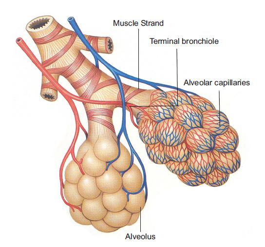 surface area of the alveoli. The bronchioles terminate into alveolar sacs after about the 23 rd generation.
