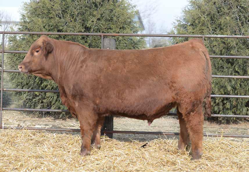 RICH RED ANGUS Stockmen s Select Sale SIRE B RED Northline Rock Star 911U 4/6/2008 #1267725 BW: 84 Adj WW : 792 Adj YW : 1424 RED CINDER SMARTIN UP 132P RED LAURON SAGA 33S (2087155) 30H RED LAURON
