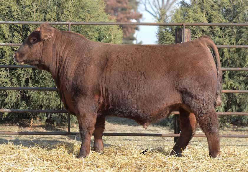 RICH RED ANGUS Stockmen s Select Sale SIRE N ANDRAS New Direction R240 9/25/2011 #1506922 BW: 74 Adj WW : 762 MYTTY IN FOCUS ANDRAS IN FOCUS B152 (1366630) ANDRAS PINETA B91 MORGANS DIRECTION 111