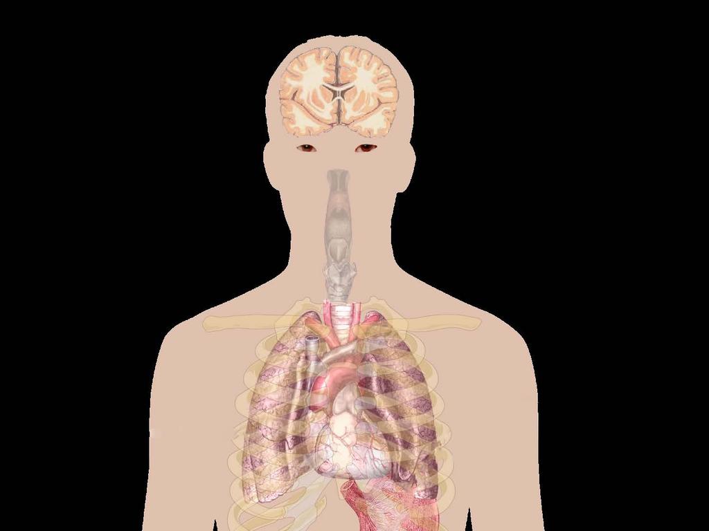 Exposure to hydrocarbon gases and vapors can affect a worker s Eyes Lungs