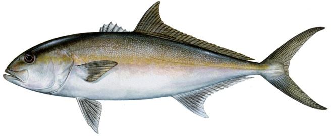 7/10/15 Modifications to Greater Amberjack Allowable Harvest and Management