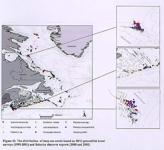 Appendix 6 Figure 1. The distribution of deep sea corals based on DFO trawl surveys (1999-2001) and fisheries observer reports (2000 and 2001) (from Gass 2002).