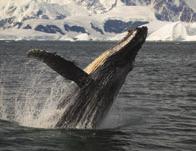 The Humpback whale family must survive changing temperatures in the ocean.