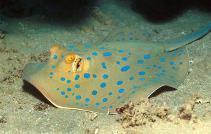 Ray Bluespotted