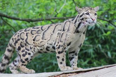our clouded leopards with their