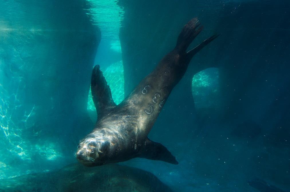 The seals and females sea lions won t all be out in their pool together with our male sea lion Chinook for a while yet.
