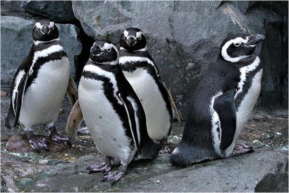 Magellanic Penguins live