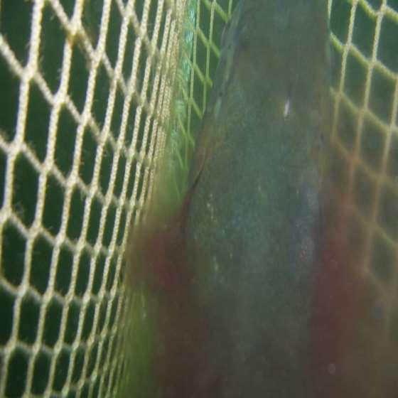Gill Health in Finfish Aquaculture