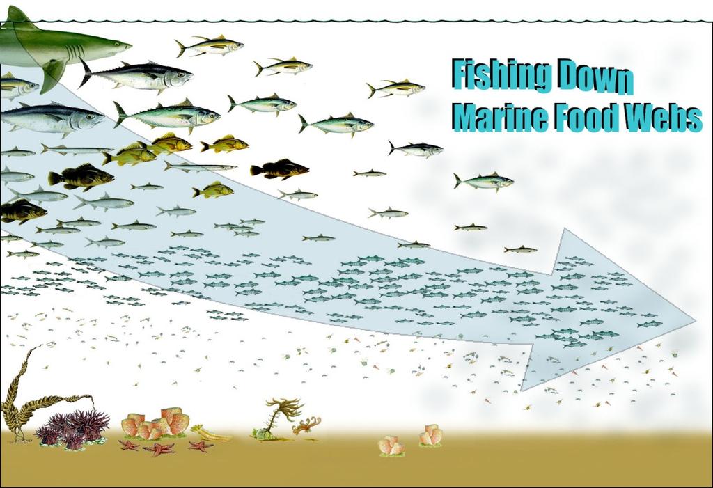 The results of all this: fishing down marine food webs Fishing Down occurs throughout the world.