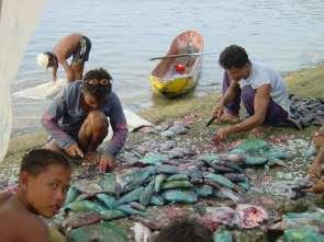 fisheries 80% global