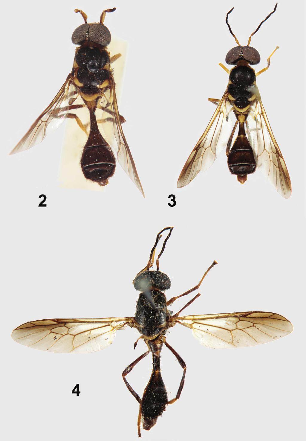 6 Norman E. Woodley / ZooKeys 238: 1 21 (2012) Figures 2 4. Primary types of Parastratiosphecomyia species.
