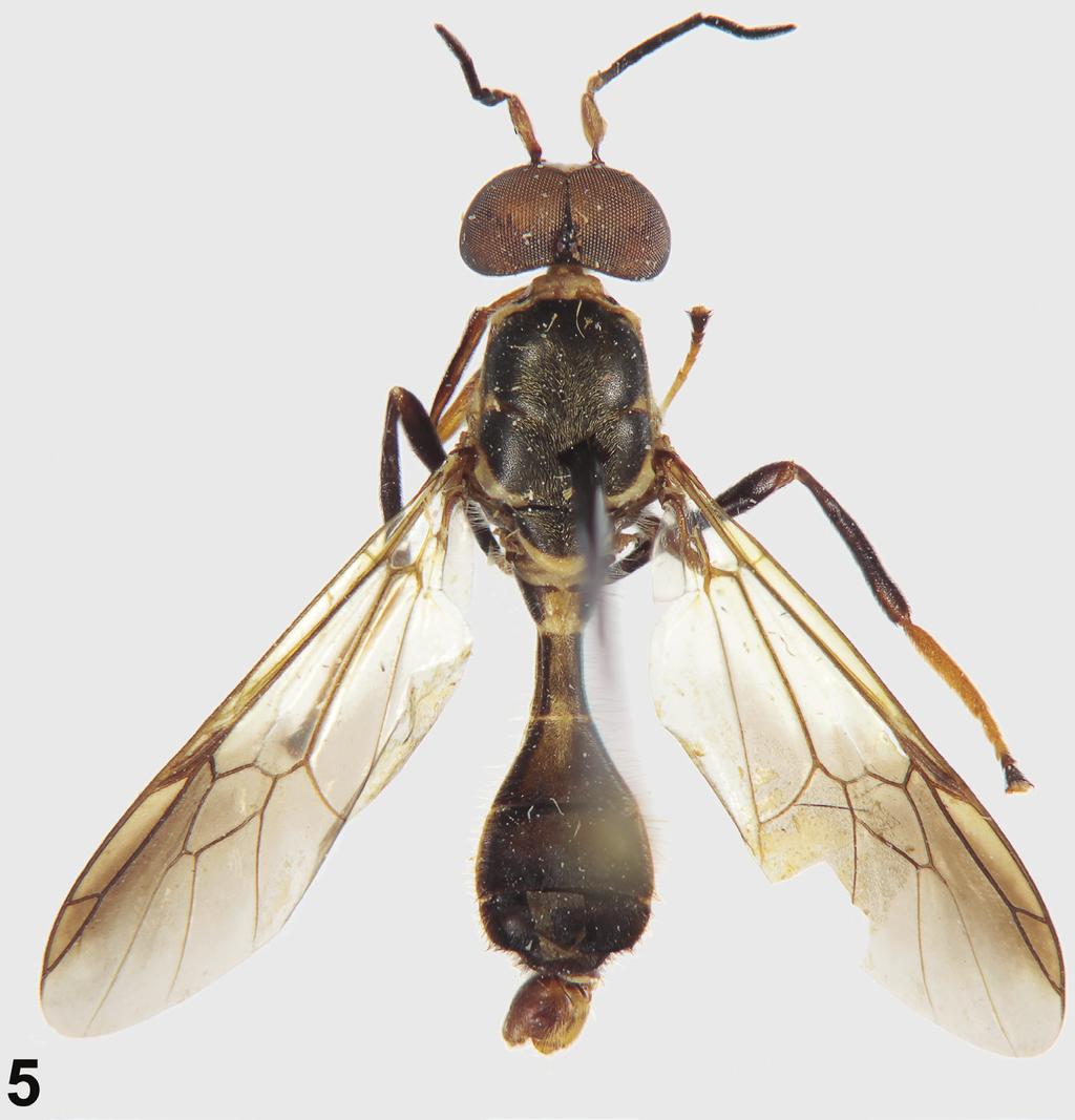 8 Norman E. Woodley / ZooKeys 238: 1 21 (2012) Figure 5. Holotype of Parastratiosphecomyia rozkosnyi Woodley. Length: 10.3 10.4 mm. Distribution. Known from peninsular Malaysia and adjacent Thailand.
