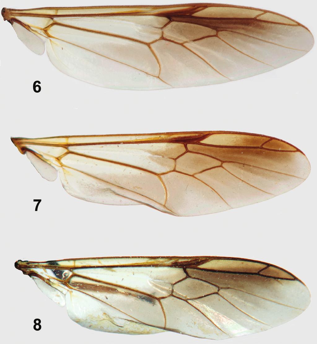 Revision of the southeast Asian soldier-fly genus Parastratiosphecomyia Brunetti, 1923... 9 Figures 6 8. Wings of Parastratiosphecomyia species.