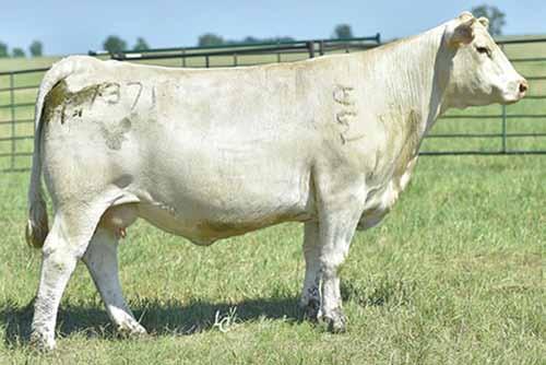 s Lots 243-244 R PZC MR URON 0794 Gerrard Monteauma 6 R Ms Montella 1572Y R Ms Wyoming Wind 5604R wo brothers out of urton and Montella Montella was the 2013 National Champion Female and topped our