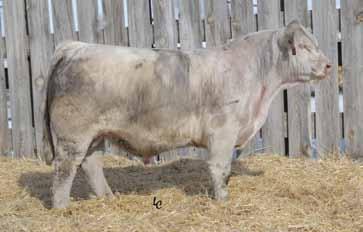 01 A high maternal bull Dam is Baldridgesweetheart 444 Young bull with a lot of potential Proven pedigree for making great females EPDs rank him in the top 15% Milk, top, top 25% FA R 254 85 660 1138