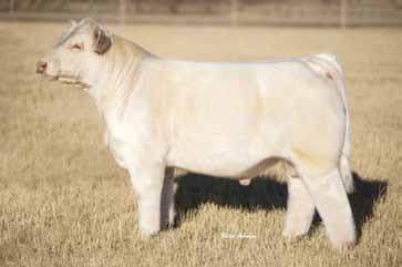 13 Another bull out of Mustang Sally Sired by Canadian Sire, Fired Up Red factor bull with a lot of muscle and big Full sister sold in pasture sale to Well s Charolais 85 645 1256 3.82 3.44 2.55 0.