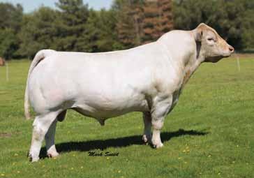 - Charolais Reference Sires - D R Mr Fire Water 5792R Calved 3/17/05 Reg. No.